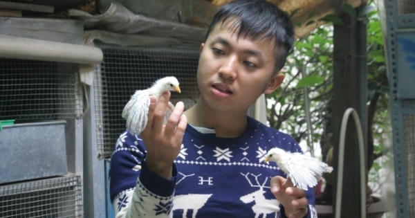 Hà Nội: Cận cảnh giống gà "nhỏ nhất thế giới"