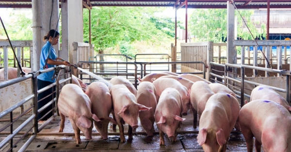 Dùng ô tô tải đi trộm 9 con lợn