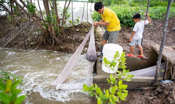 Hiệu quả mô hình nuôi tôm rừng sinh thái ở Cà Mau Hiệu quả mô hình nuôi tôm rừng sinh thái ở Cà Mau