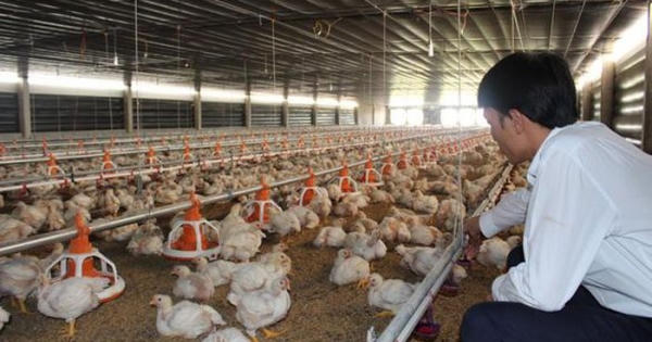 Gần 10 triệu con gà quá tuổi vẫn chưa xuất chuồng, Bộ NN&PTNT nói gì? Gần 10 triệu con gà quá tuổi vẫn chưa xuất chuồng, Bộ NN&PTNT nói gì?