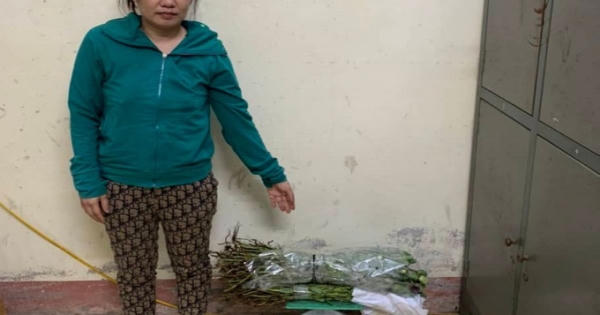 Hải Dương: Bán cây thuốc phiện để ngâm rượu một phụ nữ bị bắt