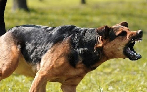 Thanh Hoá: Chó dại cắn 7 người, một thai phụ tử vong