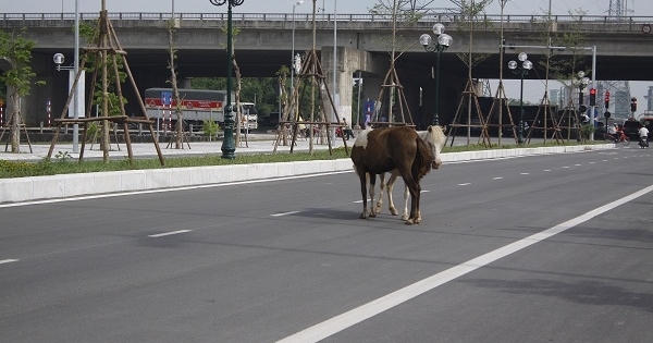 Đường hiện đại bậc nhất phía Nam Thủ đô biến thành nơi chăn ngựa