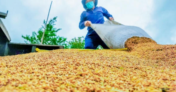 Giá lúa ở Đồng bằng sông Cửu Long ổn định