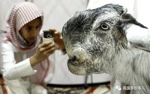 Chiêm ngưỡng chú dê có ngoại hình độc lạ thu hút người xem