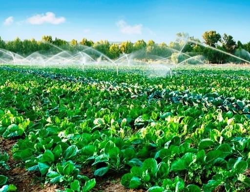 Hà Nội phấn đấu duy trì các vùng rau an toàn chuyên canh, tập trung với sản lượng đạt trên 400.000 tấn/năm