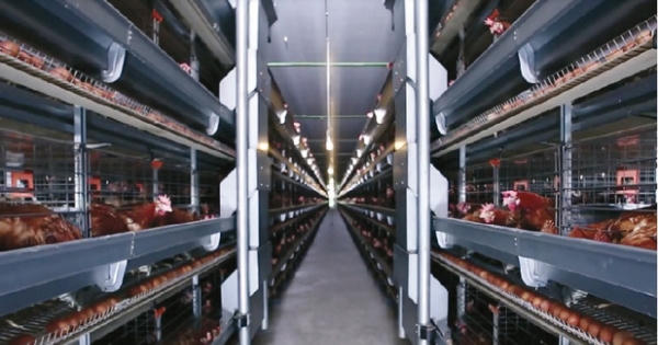 Nhà máy sản xuất trứng gà sạch công nghệ cao lớn nhất Việt Nam sắp khánh thành
