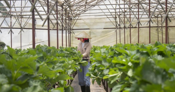 Khám phá vườn dâu tại xứ sở ngàn hoa – Đà Lạt