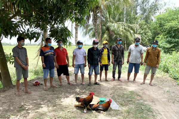 An Giang: Triệt xóa tụ điểm đá gà ăn tiền giữa đồng trong đợt dịch