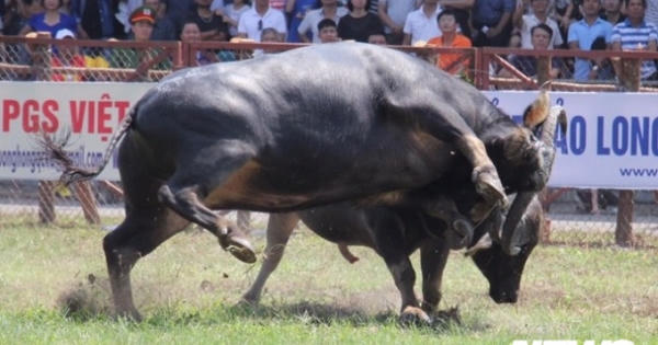 Những trận quyết chiến cuối cùng Lễ hội chọi trâu Đồ Sơn 2019