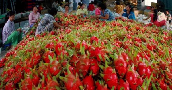Bàn cách tăng giá trị xuất khẩu nông thủy sản sang Trung Quốc