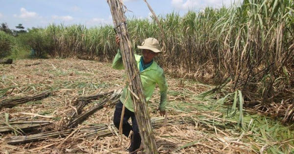 Hậu Giang: Nhà máy đường tính ngừng sản xuất, người trồng mía nguy cơ trắng tay