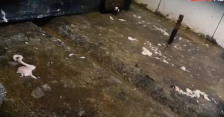 Xem hình ảnh này, hết muốn ăn giò chả siêu rẻ