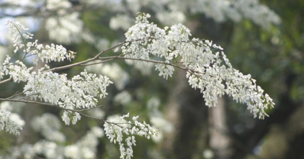 Chùm ảnh: Hà Nội những ngày hoa sưa nở trắng các con phố Chùm ảnh: Hà Nội những ngày hoa sưa nở trắng các con phố