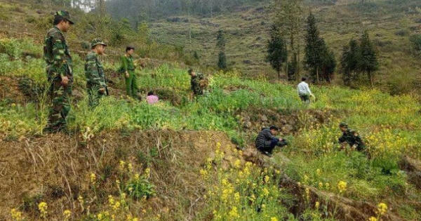 Hà Giang: Thu giữ hơn 1000 cây thuốc phiện trồng xen rau cải và đậu Hà Lan
