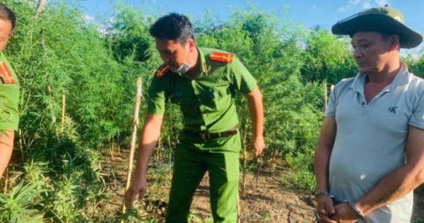 Đắk Lắk: Tạm giữ đối tượng trồng gần 700 cây cần sa trong rẫy