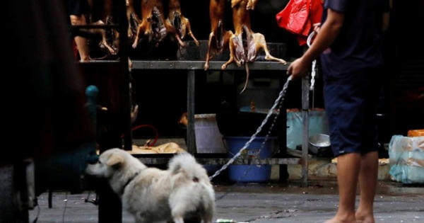 Vì sao Lễ hội thịt chó giữa đại dịch Covid-19 của Trung Quốc bị "ném đá"?