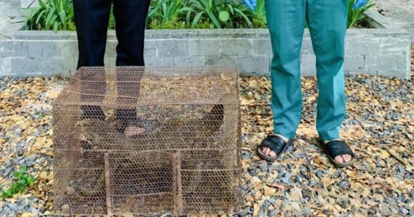 Vườn quốc gia Cát Tiên tiếp nhận cá thể kỳ đà quý hiếm