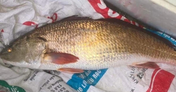Ngư dân bắt được cá nặng 6kg nghi là cá sủ vàng quý hiếm