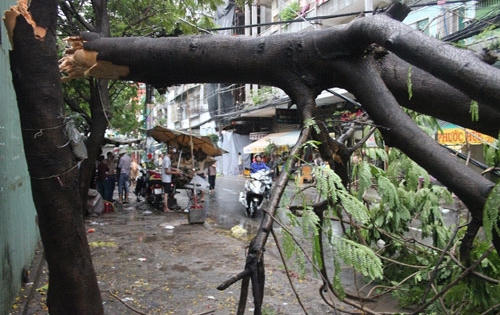 Cây xanh đổ gãy làm chết người, chủ sở hữu, đơn vị quản lí phải chịu trách nhiệm?