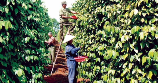 Bộ Công thương: Chưa kết luận thương nhân nước ngoài thao túng hồ tiêu Việt Nam Bộ Công thương: Chưa kết luận thương nhân nước ngoài thao túng hồ tiêu Việt Nam