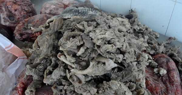 Thu giữ 234 kg phụ phẩm bò thối suýt lên bàn ăn