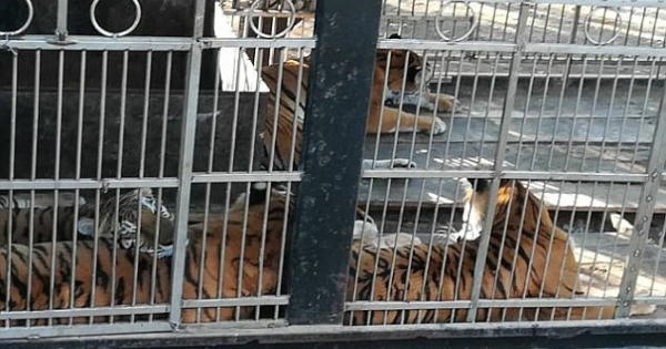 Tai nạn kinh hoàng khi nhân viên gánh xiếc cho hổ ăn