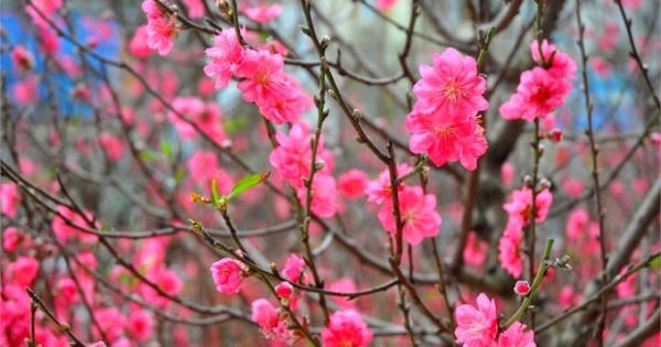 Đào Nhật Tân nở sớm thu hút người dân Hà Nội