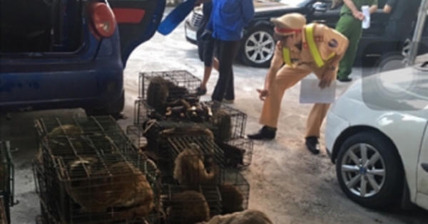 Quảng Ninh: CSGT bắt giữ 2 đối tượng vận chuyển trái phép 63 cá thể Cầy Giông