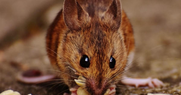 Hai anh em ruột thương vong vì... ăn nhầm bim bim tẩm thuốc chuột