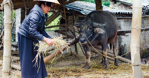 Hơn 300 con gia súc bị chết do thời tiết khắc nghiệt tại Điện biên
