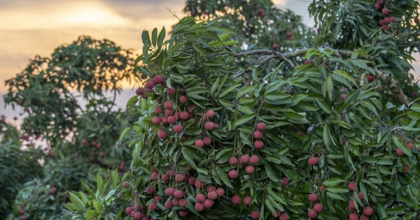 Bắc Giang tăng cường giải ngân vốn đầu tư công, tiêu thụ vải thiều