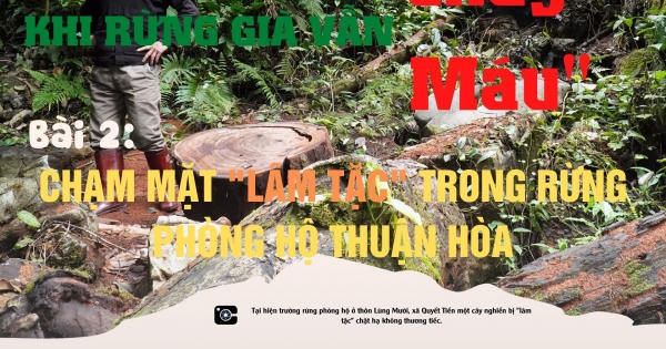 Bài 2: Chạm mặt “lâm tặc” trong rừng phòng hộ Thuận Hòa Bài 2: Chạm mặt “lâm tặc” trong rừng phòng hộ Thuận Hòa