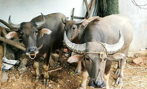 Nghệ An: 5 con trâu “bốc hơi” khi cả nhà đang xem World Cup