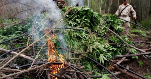 Mỹ phá mạng lưới trồng cần sa trong hơn 100 ngôi nhà ở California