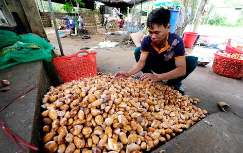 Lâm Đồng 'sốt' hạt sầu riêng