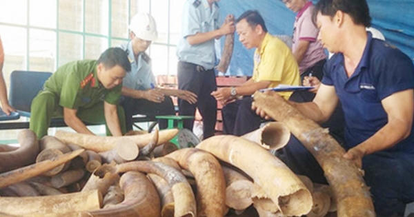 Cán bộ hải quan tự phá niêm phong, đánh tráo, chiếm đoạt 156kg ngà voi