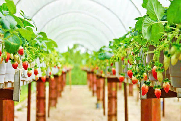 Cảnh giác chiêu trò “vườn dâu tự hái” ở Đà Lạt