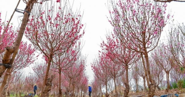 Hàng Tết quay đầu giảm giá Hàng Tết quay đầu giảm giá