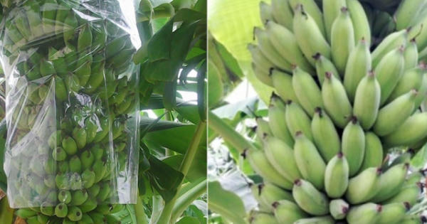 Cần Thơ Hai học sinh lớp 11 tạo ra chế phẩm bảo quản rau củ quả từ vỏ chuối xanh Cần Thơ Hai học sinh lớp 11 tạo ra chế phẩm bảo quản rau củ quả từ vỏ chuối xanh