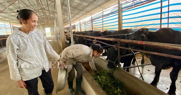 Nuôi 100 con bò 3B to bự, bà Vân xóm Voi lời 2 tỷ đồng mỗi năm