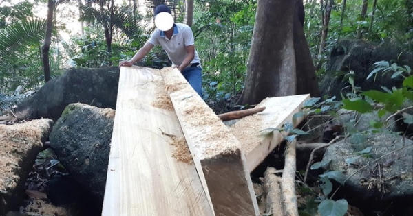 Những cánh rừng 'rỗng ruột'