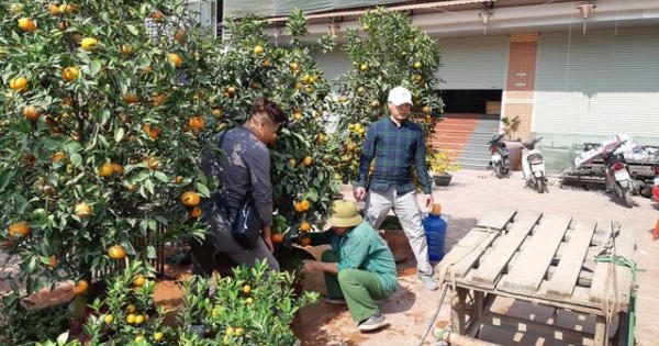 Cận Tết, thợ chở mai, quất, đào chạy sô, kiếm bộn tiền không hết việc