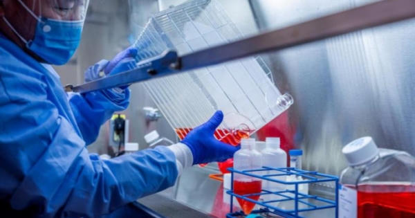 Phát hiện mới về loại vaccine lâu đời ngừa bệnh lao có thể chống SARS-CoV-2