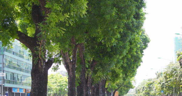 Hàng xà cừ cuối cùng trên đường Kim Mã trước giờ di dời