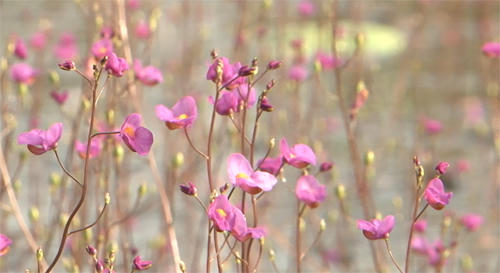Chiêm ngưỡng hoa Nhĩ cán tím khoe sắc tại Đồng Tháp Chiêm ngưỡng hoa Nhĩ cán tím khoe sắc tại Đồng Tháp