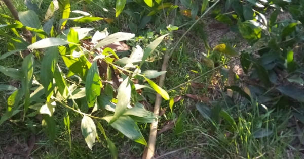 Xác định 1 nghi can nhẫn tâm chặt phá vườn keo hàng ngàn gốc của người dân