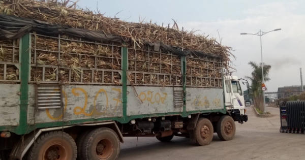 Đắk Lắk: Xe mía quá khổ ngang nhiên chạy qua chốt CSGT