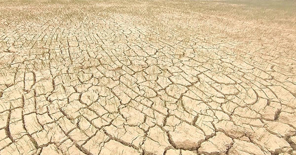 Khẩn trương cứu lúa trước đợt nóng kéo dài Khẩn trương cứu lúa trước đợt nóng kéo dài