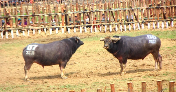 Trâu chọi Vĩnh Phúc thờ ơ, 'không thèm chọi'